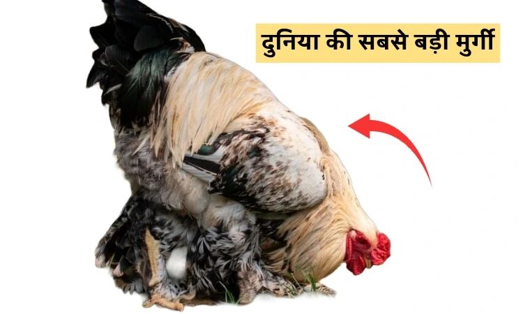 दुनिया की सबसे बड़ी मुर्गी
