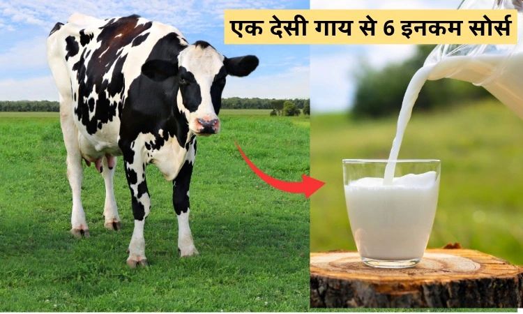 एक देसी गाय से 6 इनकम सोर्स