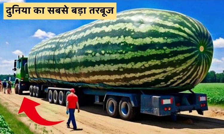 दुनिया का सबसे बड़ा तरबूज