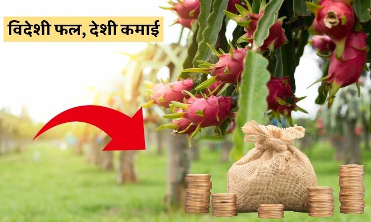 विदेशी फल, देशी कमाई