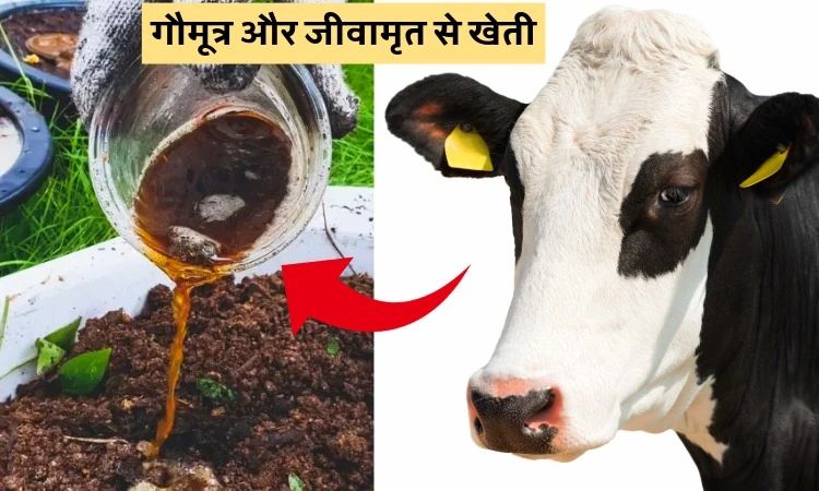 गौमूत्र और जीवामृत से खेती