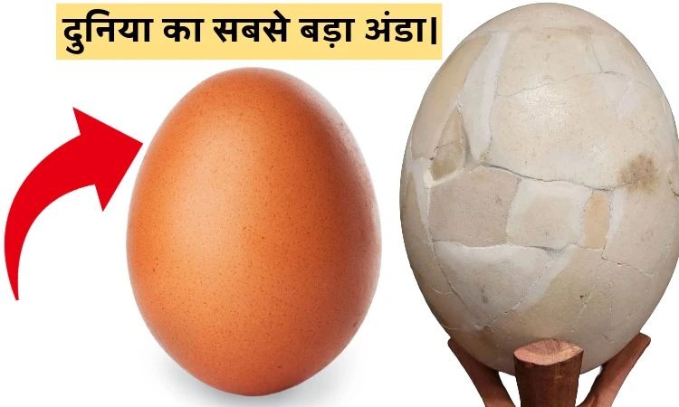 दुनिया का सबसे बड़ा अंडा