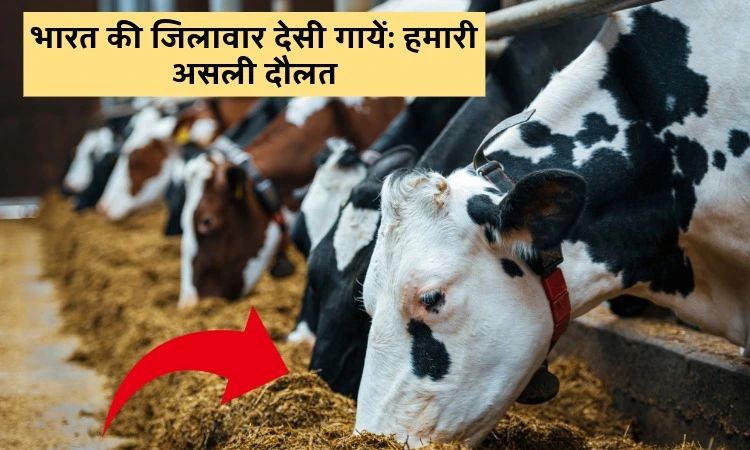 भारत की जिलावार देसी गायें: हमारी असली दौलत