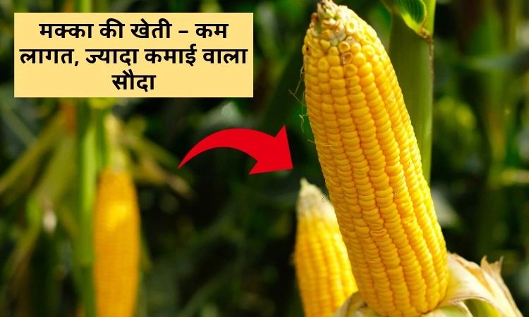 मक्का की खेती – कम लागत, ज्यादा कमाई वाला सौदा