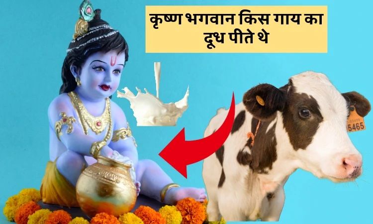 कृष्ण भगवान किस गाय का दूध पीते थे
