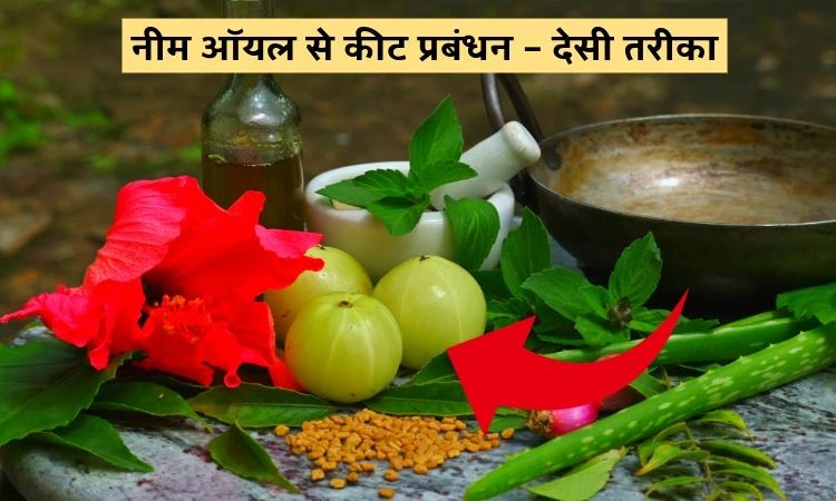 नीम ऑयल से कीट प्रबंधन – देसी तरीका