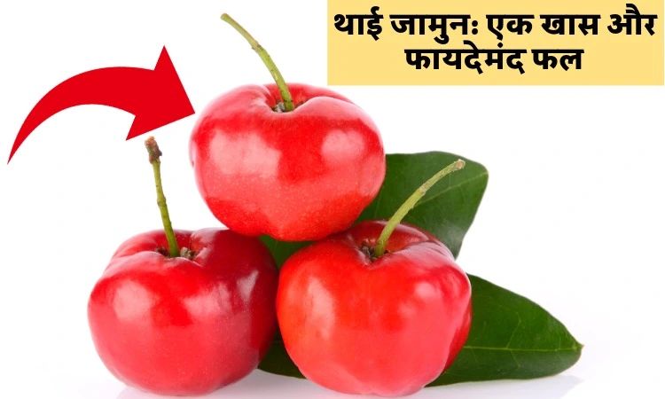थाई जामुन: एक खास और फायदेमंद फल