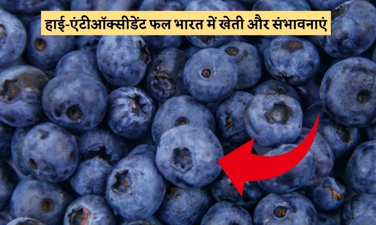 हाई-एंटीऑक्सीडेंट फल भारत में खेती और संभावनाएं
