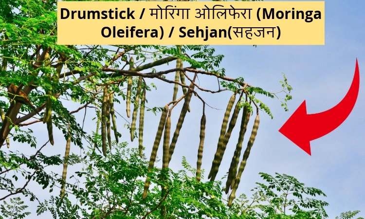 Drumstick / मोरिंगा ओलिफेरा (Moringa Oleifera) / Sehjan(सहजन)