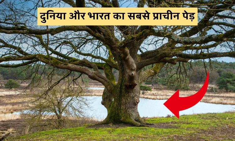 दुनिया और भारत का सबसे प्राचीन पेड़
