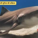 शार्क का मांस और उसमें बनने वाली यूरिया की प्रक्रिया