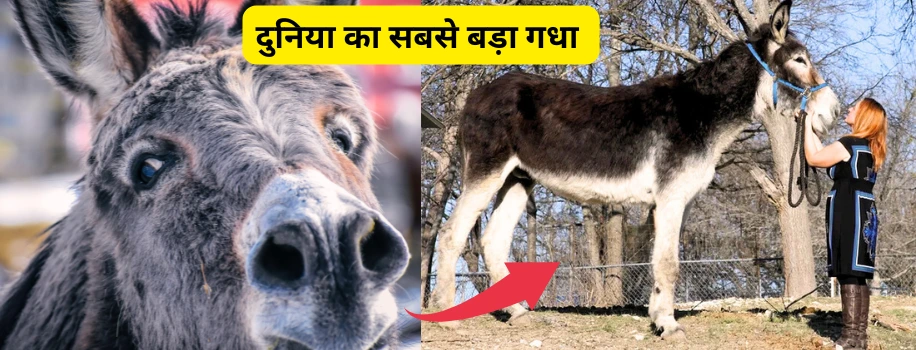 दुनिया का सबसे बड़ा गधा
