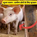 सूअर पालन : ग्रामीण क्षेत्रों के लिए सुनहरा अवसर