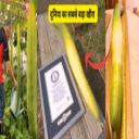 दुनिया का सबसे बड़ा खीरा