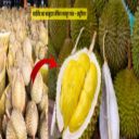 थाईलैंड का बदबूदार लेकिन मशहूर फल – ड्यूरियन