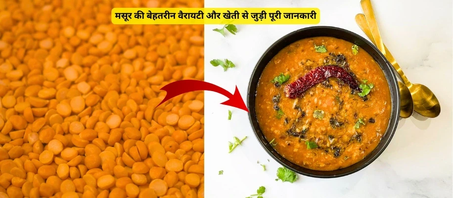 मसूर की बेहतरीन वैरायटी और खेती से जुड़ी पूरी जानकारी