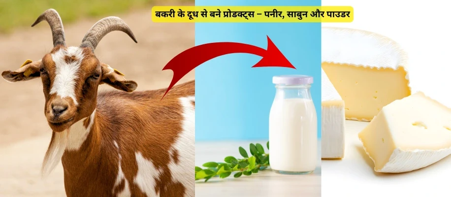बकरी के दूध से बने प्रोडक्ट्स – पनीर, साबुन और पाउडर