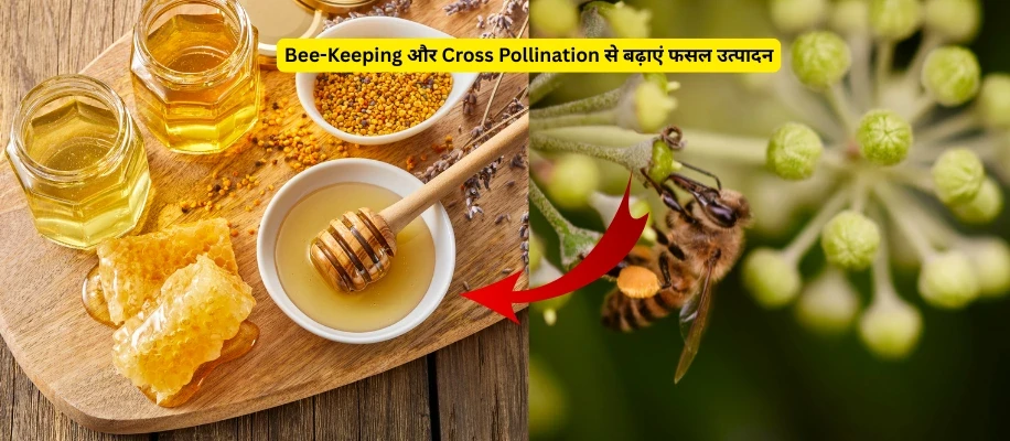 Bee-Keeping और Cross Pollination से बढ़ाएं फसल उत्पादन