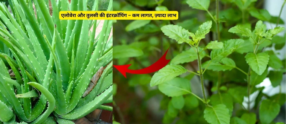 एलोवेरा और तुलसी की इंटरक्रॉपिंग – कम लागत, ज़्यादा लाभ