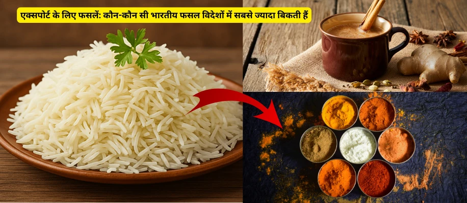 एक्सपोर्ट के लिए फसलें: कौन-कौन सी भारतीय फसल विदेशों में सबसे ज्यादा बिकती हैं