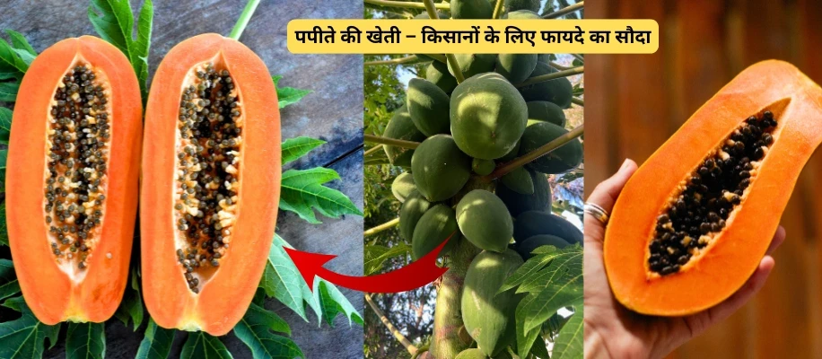 पपीते की खेती – किसानों के लिए फायदे का सौदा