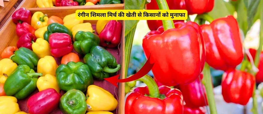 रंगीन शिमला मिर्च की खेती से किसानों को मुनाफा