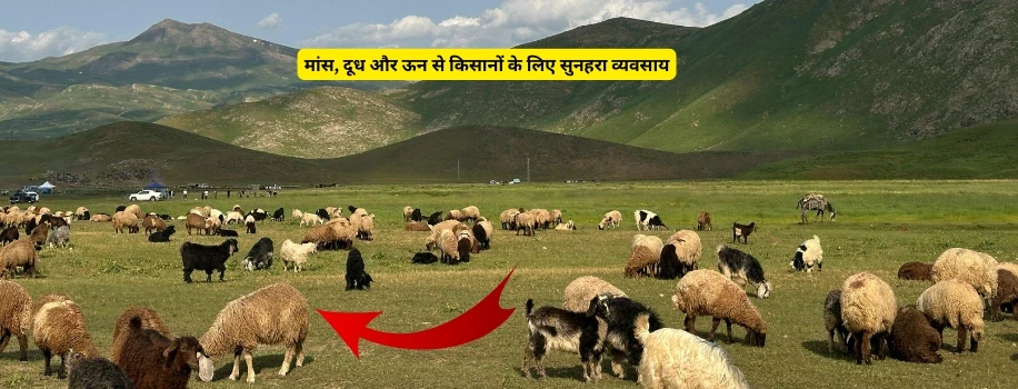 मांस, दूध और ऊन से किसानों के लिए सुनहरा व्यवसाय