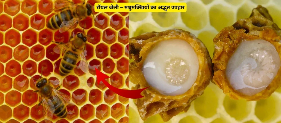 रॉयल जेली – मधुमक्खियों का अद्भुत उपहार