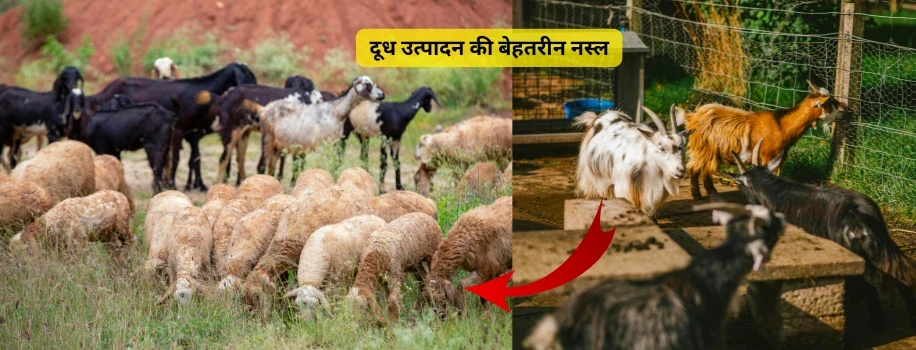 दूध उत्पादन की बेहतरीन नस्ल