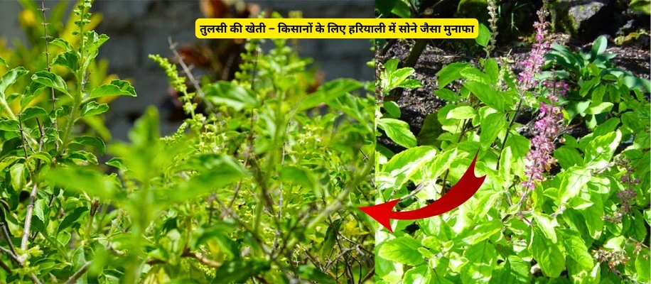 तुलसी की खेती – किसानों के लिए हरियाली में सोने जैसा मुनाफा