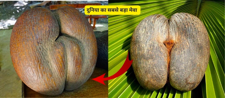 दुनिया का सबसे बड़ा मेवा