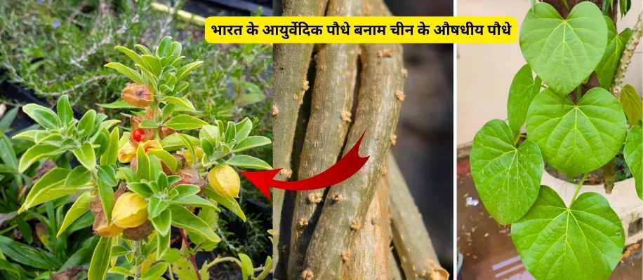 भारत के आयुर्वेदिक पौधे बनाम चीन के औषधीय पौधे