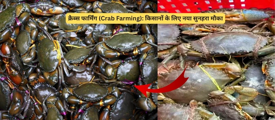 क्रैब्स फार्मिंग (Crab Farming): किसानों के लिए नया सुनहरा मौका