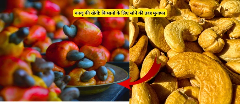 काजू की खेती: किसानों के लिए सोने की तरह मुनाफा