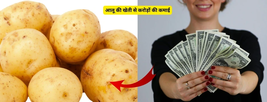 आलू की खेती से करोड़ों की कमाई