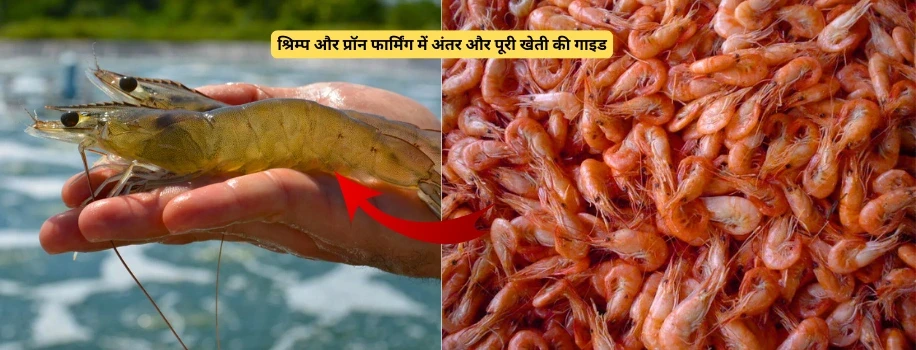 श्रिम्प और प्रॉन फार्मिंग में अंतर और पूरी खेती की गाइड