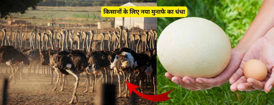 किसानों के लिए नया मुनाफे का धंधा