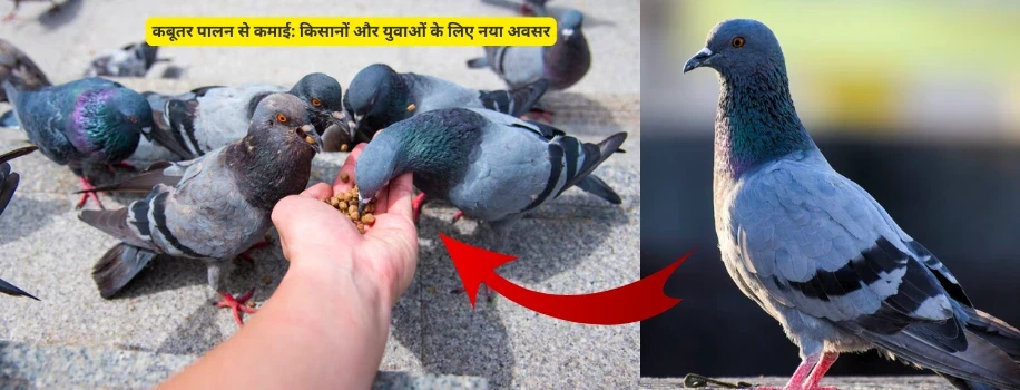 कबूतर पालन से कमाई: किसानों और युवाओं के लिए नया अवसर