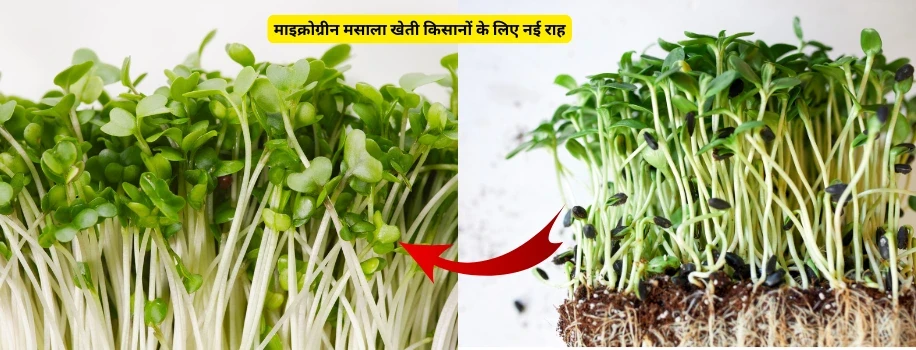 माइक्रोग्रीन मसाला खेती किसानों के लिए नई राह
