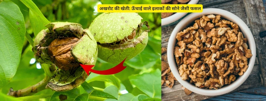 अखरोट की खेती: ऊँचाई वाले इलाकों की सोने जैसी फसल
