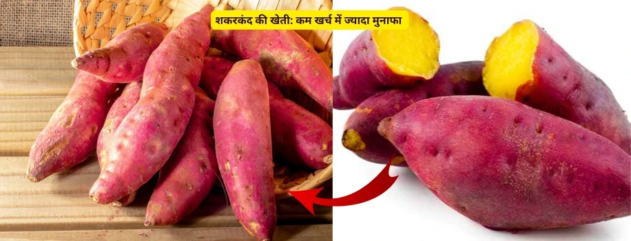 शकरकंद की खेती: कम खर्च में ज्यादा मुनाफा