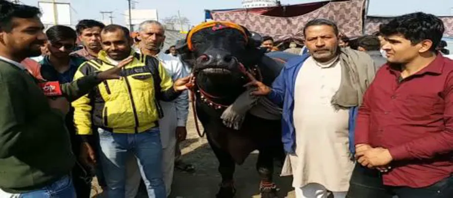 1.5 करोड़ का  भैंसा लेके पहुंचे किसानो का समर्थन करने_2808