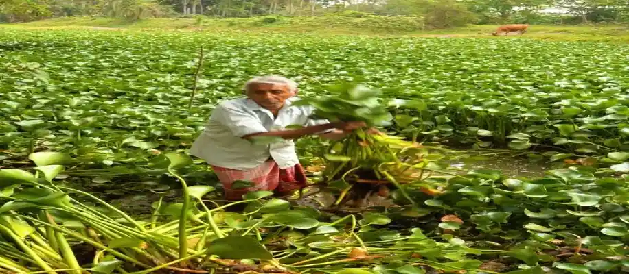 यह पौधा किसी सोने से कम नहीं_8299