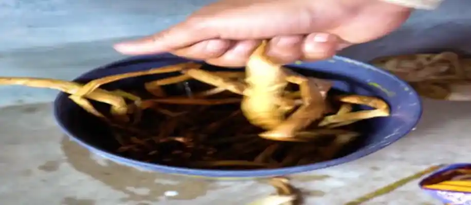 यह पौधा किसी सोने से कम नहीं_8299