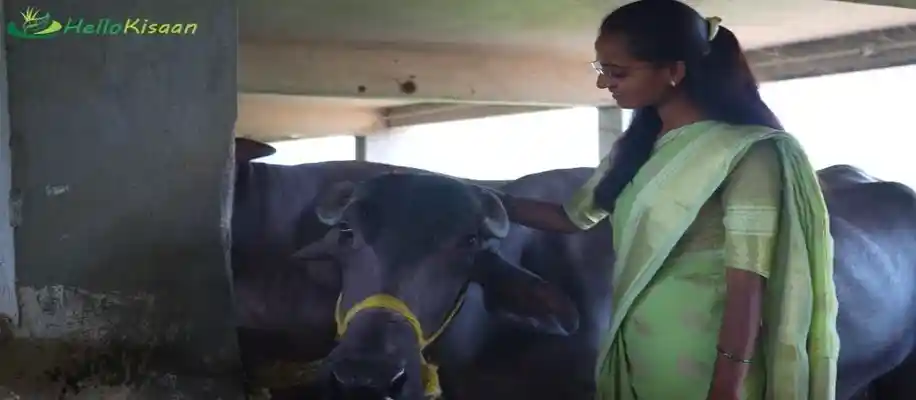 80 भैंसों का तीन माला फॉर्म चला कर कमा रहे खूब_2496