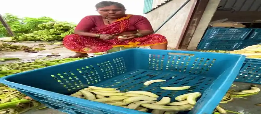 कच्चे केलों से चिप्स तक का मुनाफेदार सफर_4253