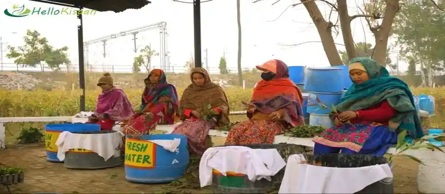 वृक्षों की खेती कर कमा रहे करोड़ों, पारंपरिक खेती से अधिक मुनाफा_3839