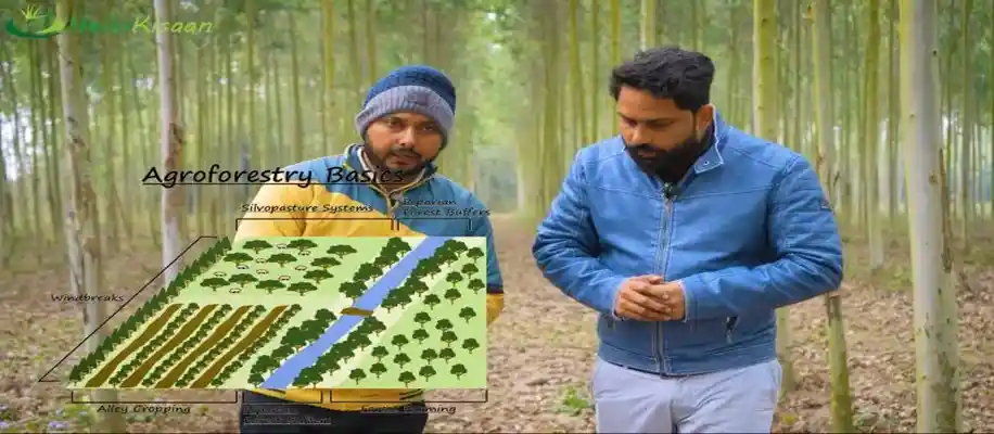 वृक्षों की खेती कर कमा रहे करोड़ों, पारंपरिक खेती से अधिक मुनाफा_3839