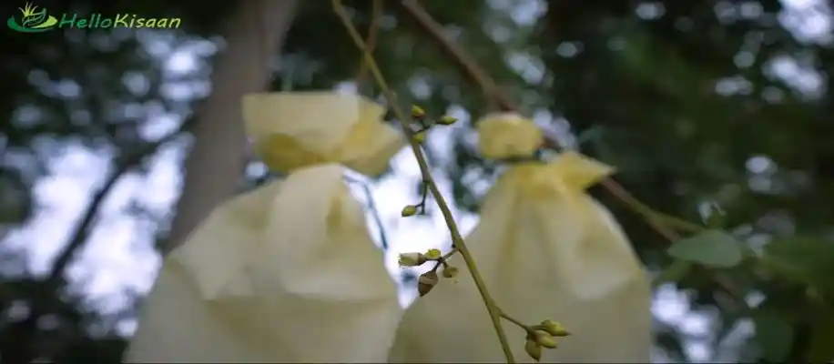 वृक्षों की खेती कर कमा रहे करोड़ों, पारंपरिक खेती से अधिक मुनाफा_3839