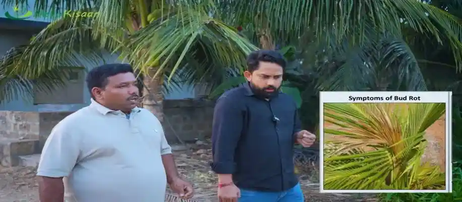 भारत में कहीं भी कर सकते हैं नारियल की खेती, कमा रहे खूब_2649